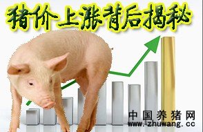 猪肉价格连飙四周创新高