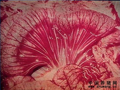 肠系膜出血