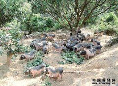 陆川猪的规模林下养猪场已达653家