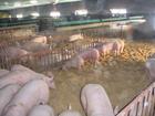 生态养猪关键是处理好粪污污染问题