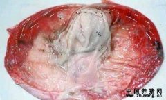 病猪胃底膜黏膜出血