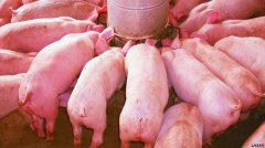 双胞胎440+料槽：粤东地区认准的养猪健康新模式